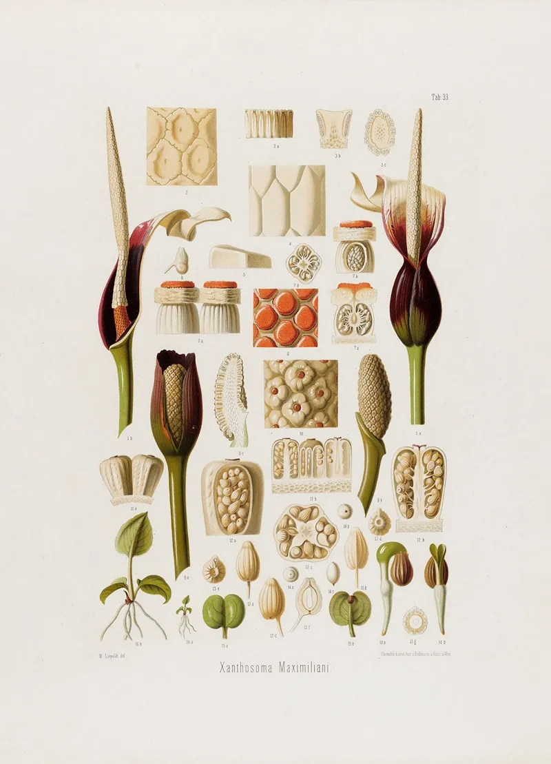 Aroideae Maximilianae Pl 33 Wall Art by Heinrich Wilhelm Schott - High-Resolution Digital Print