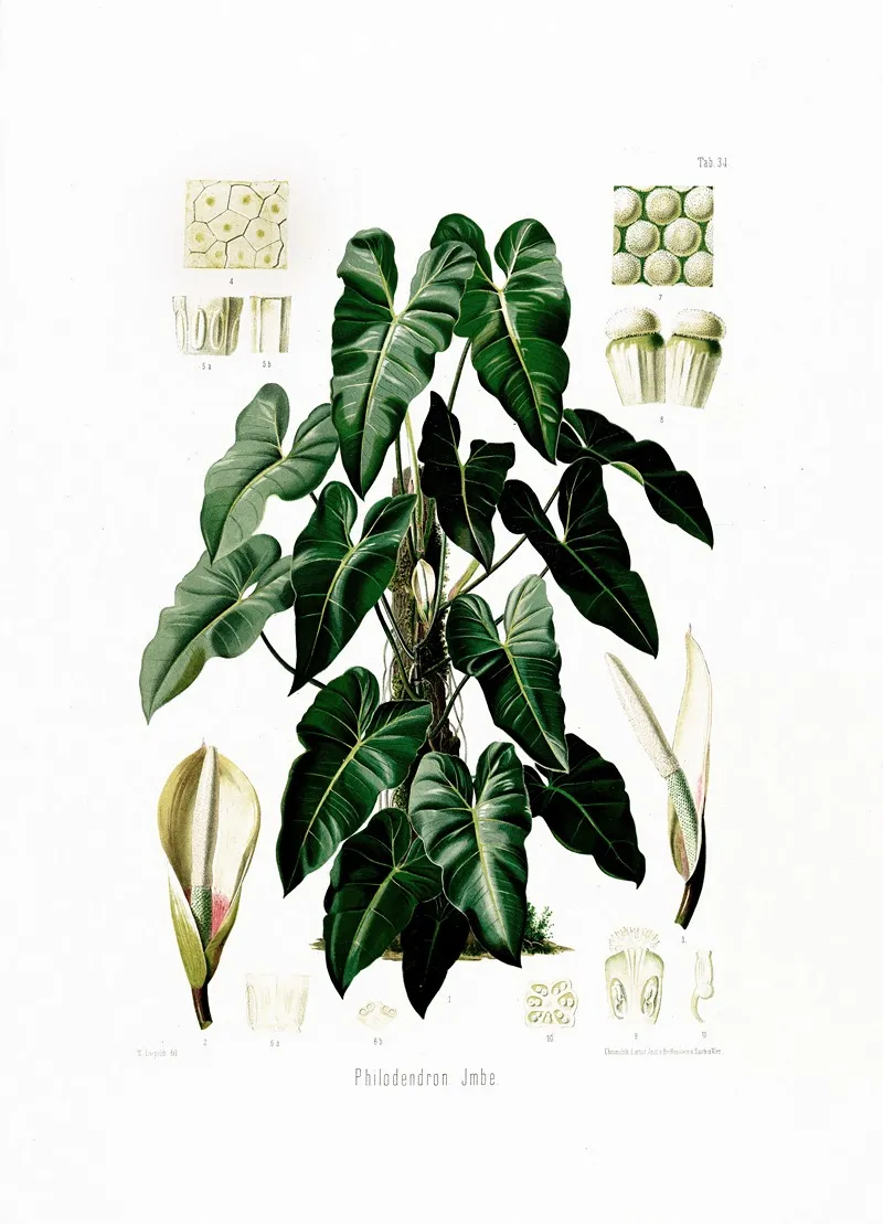 Aroideae Maximilianae Pl 34 Wall Art by Heinrich Wilhelm Schott - High-Resolution Digital Print