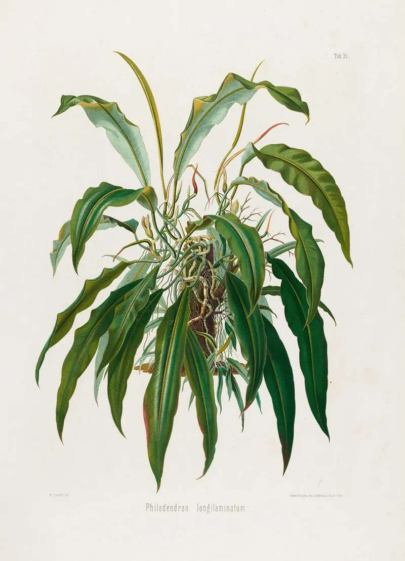 Aroideae Maximilianae Pl 35 Wall Art by Heinrich Wilhelm Schott - High-Resolution Digital Print