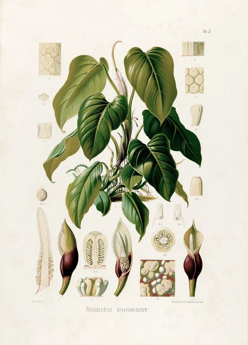 Aroideae Maximilianae Pl 37 Wall Art by Heinrich Wilhelm Schott - High-Resolution Digital Print