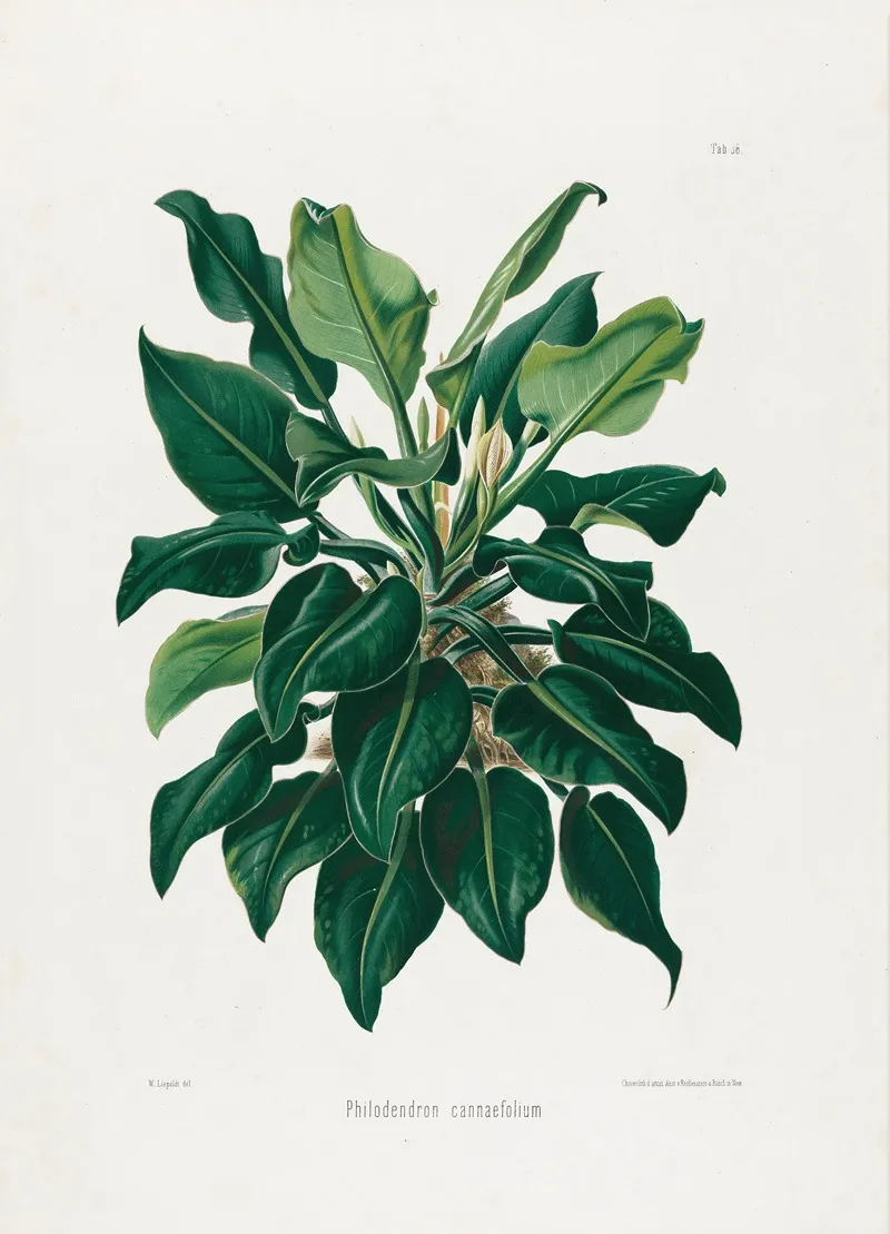 Aroideae Maximilianae Pl 38 Wall Art by Heinrich Wilhelm Schott - High-Resolution Digital Print