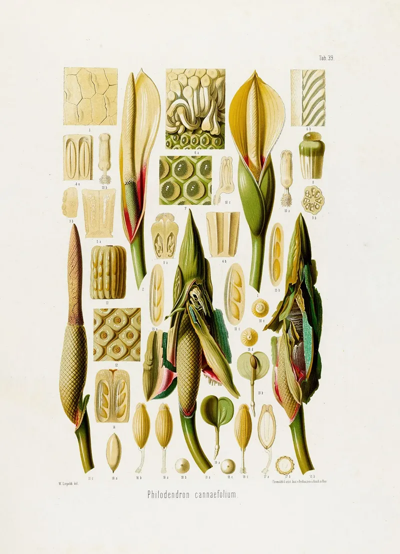 Aroideae Maximilianae Pl 39 Wall Art by Heinrich Wilhelm Schott - High-Resolution Digital Print