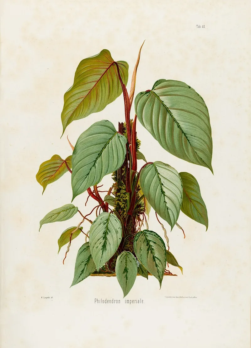 Aroideae Maximilianae Pl 40 Wall Art by Heinrich Wilhelm Schott - High-Resolution Digital Print