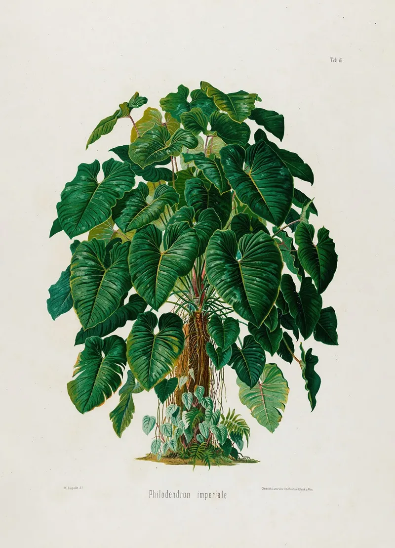 Aroideae Maximilianae Pl 41 Wall Art by Heinrich Wilhelm Schott - High-Resolution Digital Print