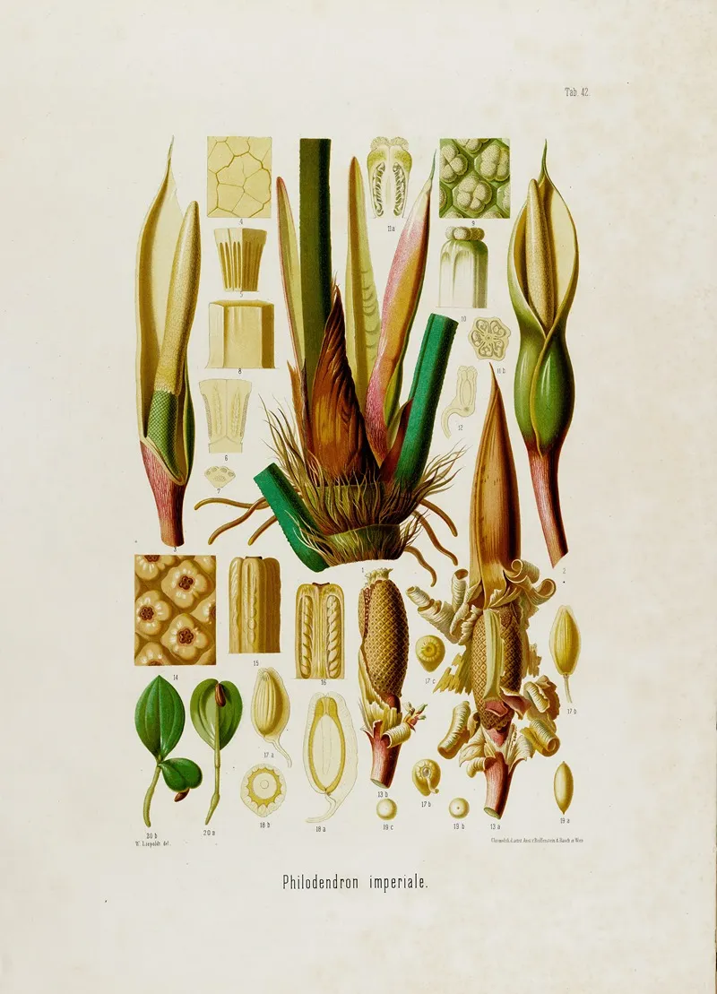 Aroideae Maximilianae Pl 42 Wall Art by Heinrich Wilhelm Schott - High-Resolution Digital Print