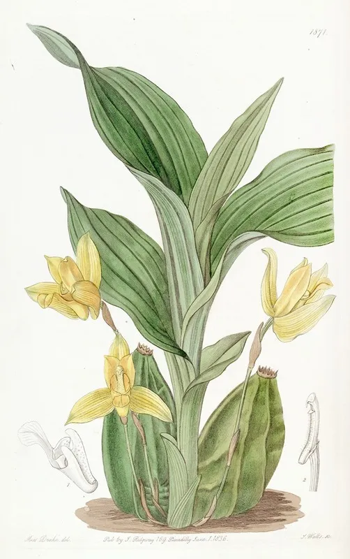 Aromatic Maxilleria Wall Art by Sydenham Edwards - High-Resolution Digital Print