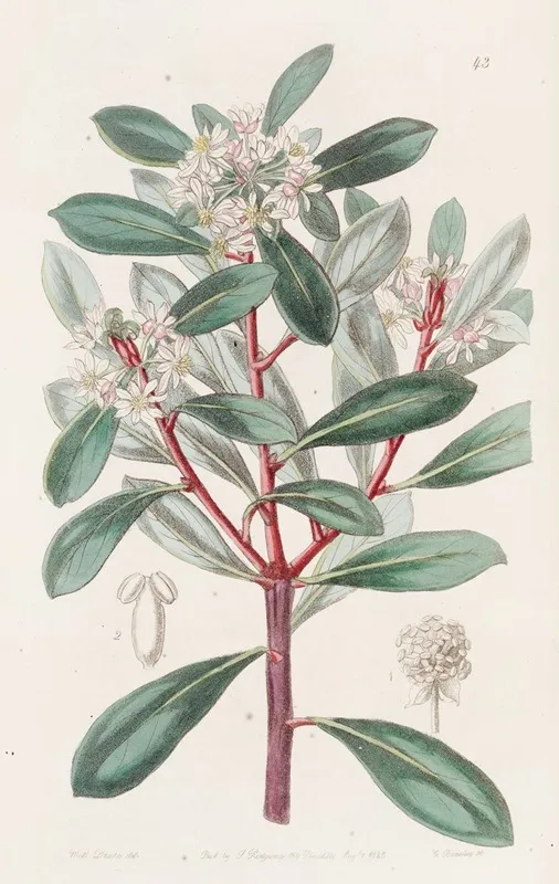 Aromatic Tasmannia Wall Art by Sydenham Edwards - High-Resolution Digital Print