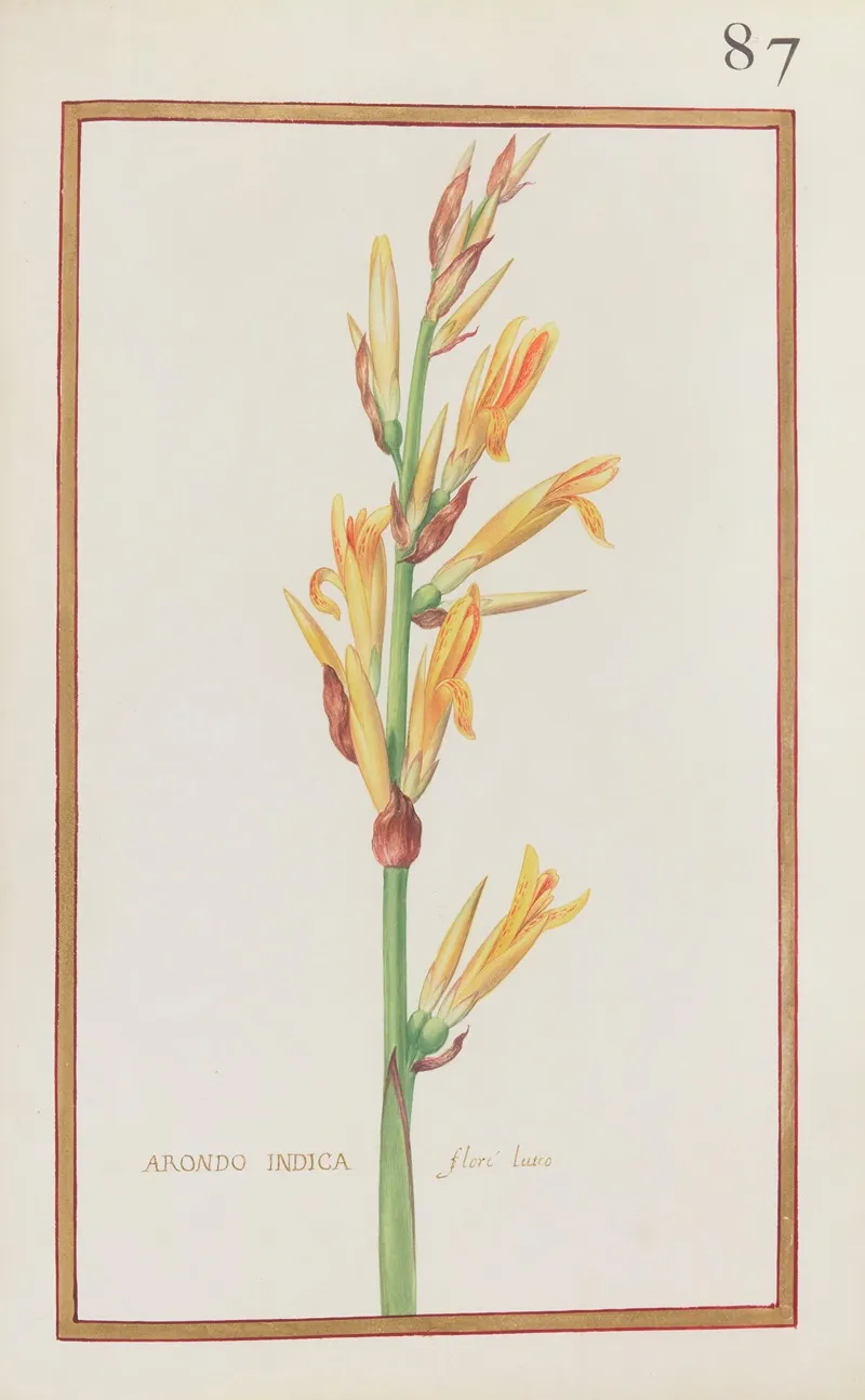 Arondo Indica Flore Luteo Wall Art by Daniel Rabel - High-Resolution Digital Print