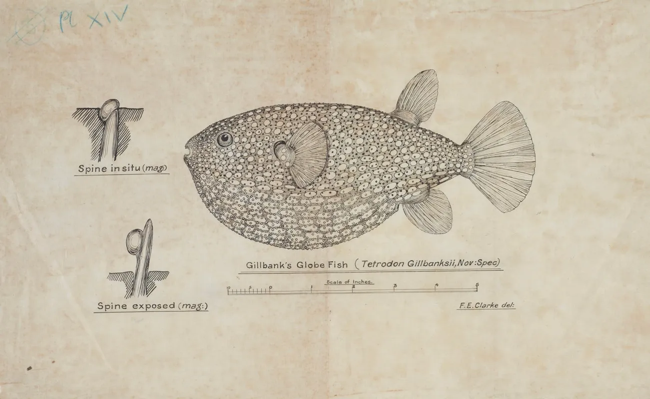 Arothron Gillbanksii Gillbanks Globe Fish 2
