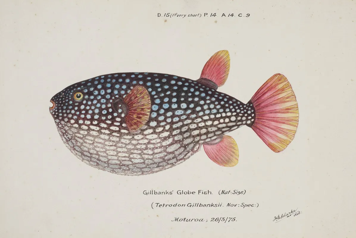 Arothron Gillbanksii Gillbanks Globe Fish