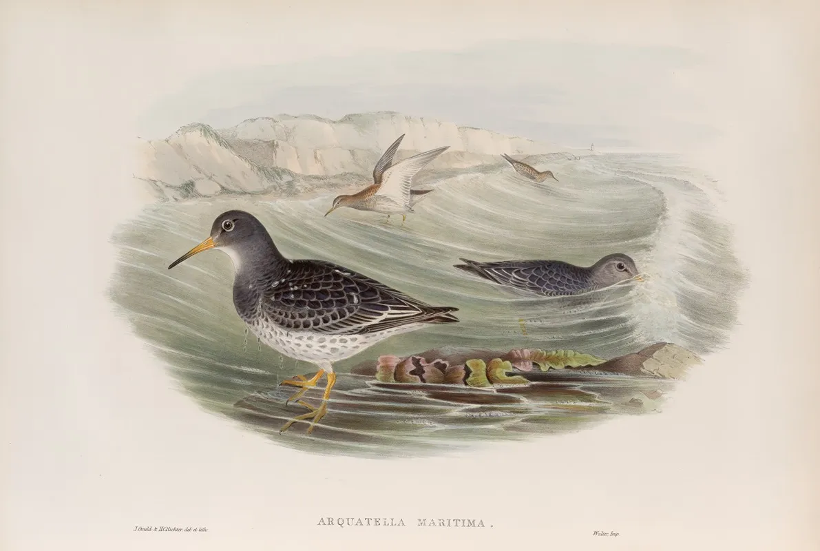 Arquatella Maritima Purple Sandpiper Wall Art by John Gould - High-Resolution Digital Print