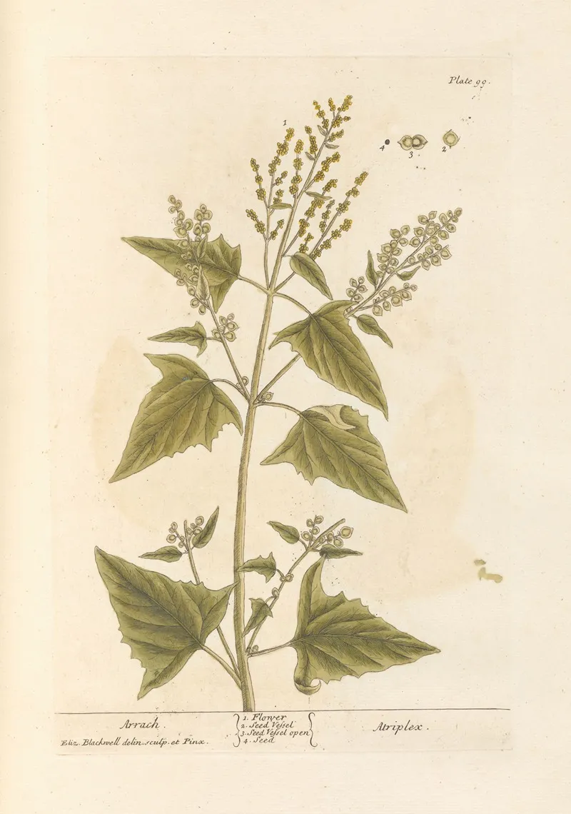 Arrach Wall Art by Elizabeth Blackwell - High-Resolution Digital Print