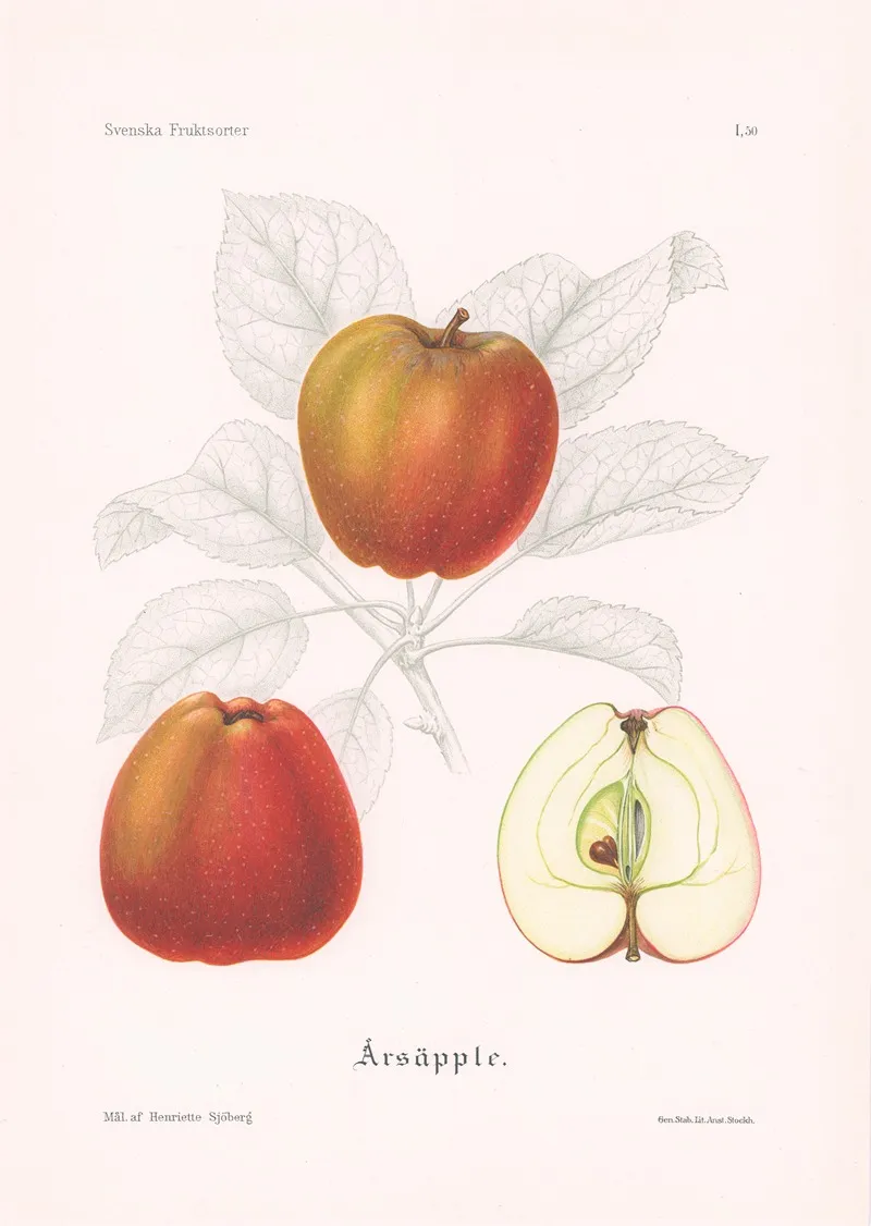 Arsapple Wall Art by Henriette Sjöberg - High-Resolution Digital Print