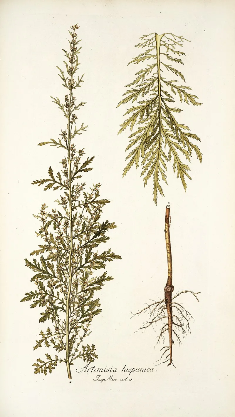 Artemisia Hispanica Wall Art by Nikolaus Joseph Freiherr von Jacquin - High-Resolution Digital Print