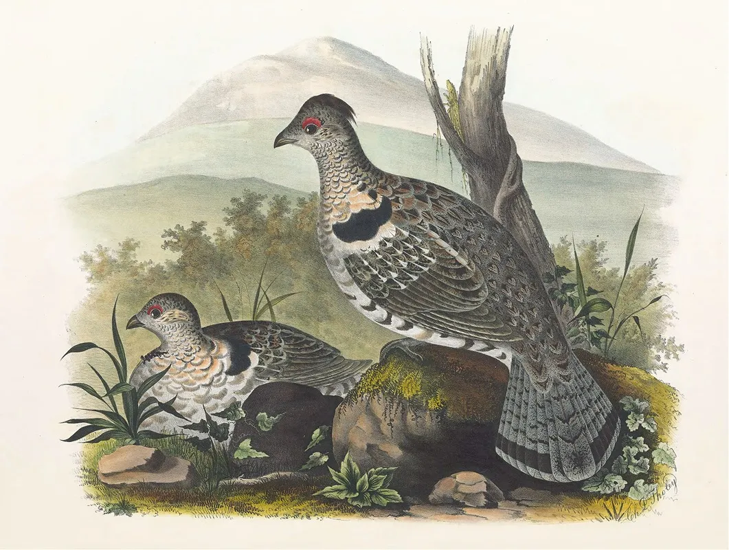 Artic Ruffed Grouse Wall Art by Daniel Giraud Elliot - High-Resolution Digital Print