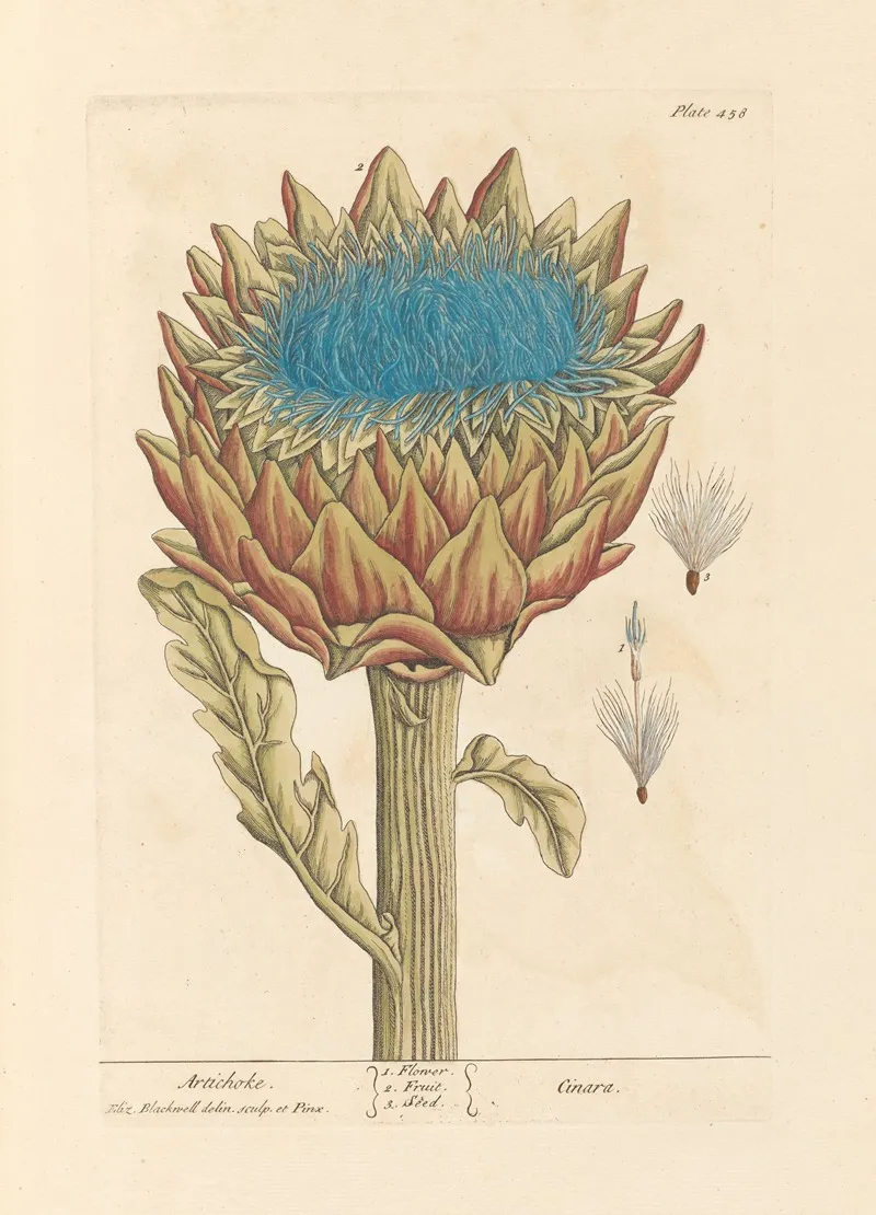 Artichoke 2 Wall Art by Elizabeth Blackwell - High-Resolution Digital Print