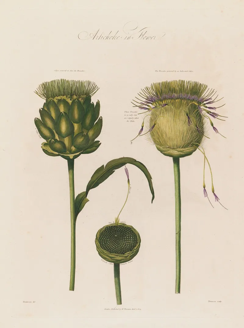Artichoke In Flower Wall Art by Robert John Thornton - High-Resolution Digital Print