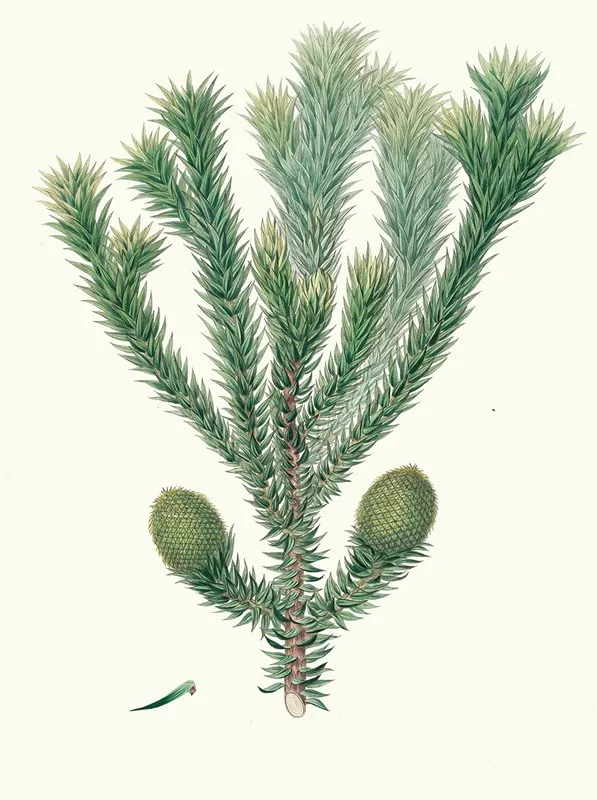 Arucaria Brasiliana Brazil Pine Wall Art by Aylmer Bourke Lambert - High-Resolution Digital Print