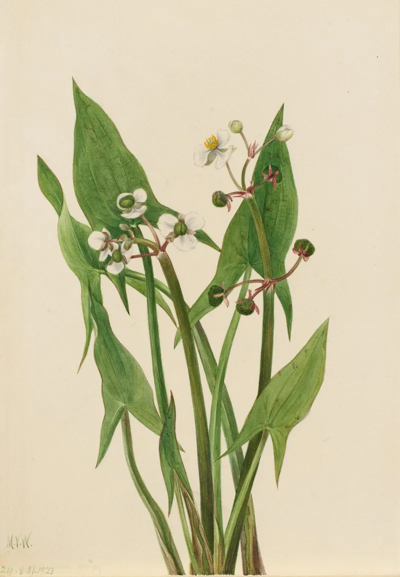 Arum Arrowhead Sagittaria Cuneata 2