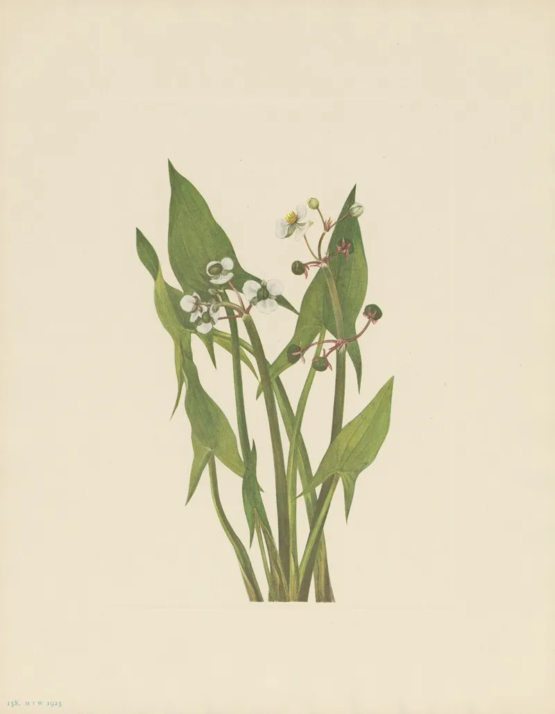 Arum Arrowhead Sagittaria Cuneata 3