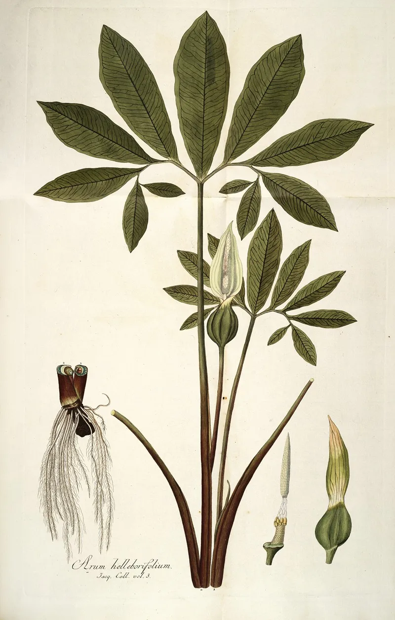 Arum Helleborifolium Wall Art by Nikolaus Joseph Freiherr von Jacquin - High-Resolution Digital Print