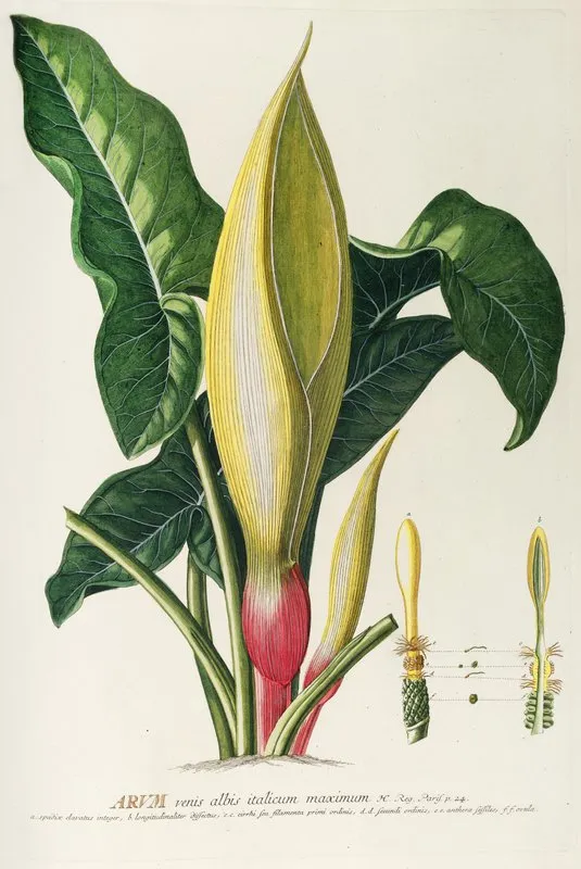 Arum Wall Art by Georg Dionysius Ehret - High-Resolution Digital Print