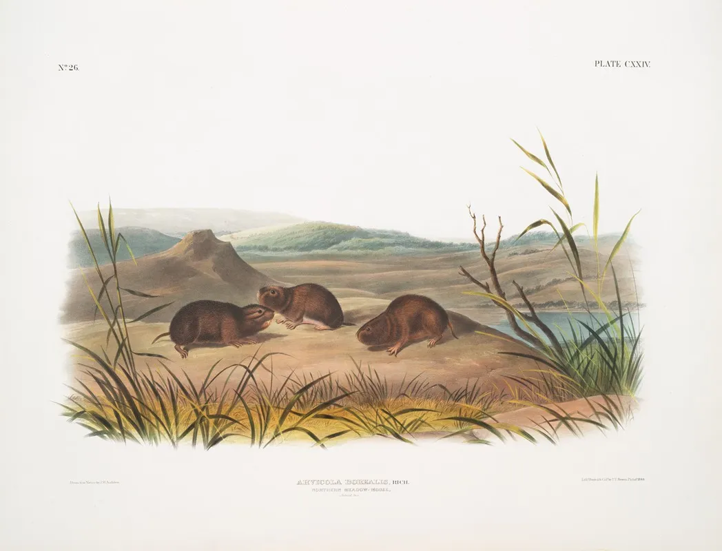 Arvicola Borealis Northern Meadow Mouse Natural Size Wall Art by John Woodhouse Audubon - High-Resolution Digital Print