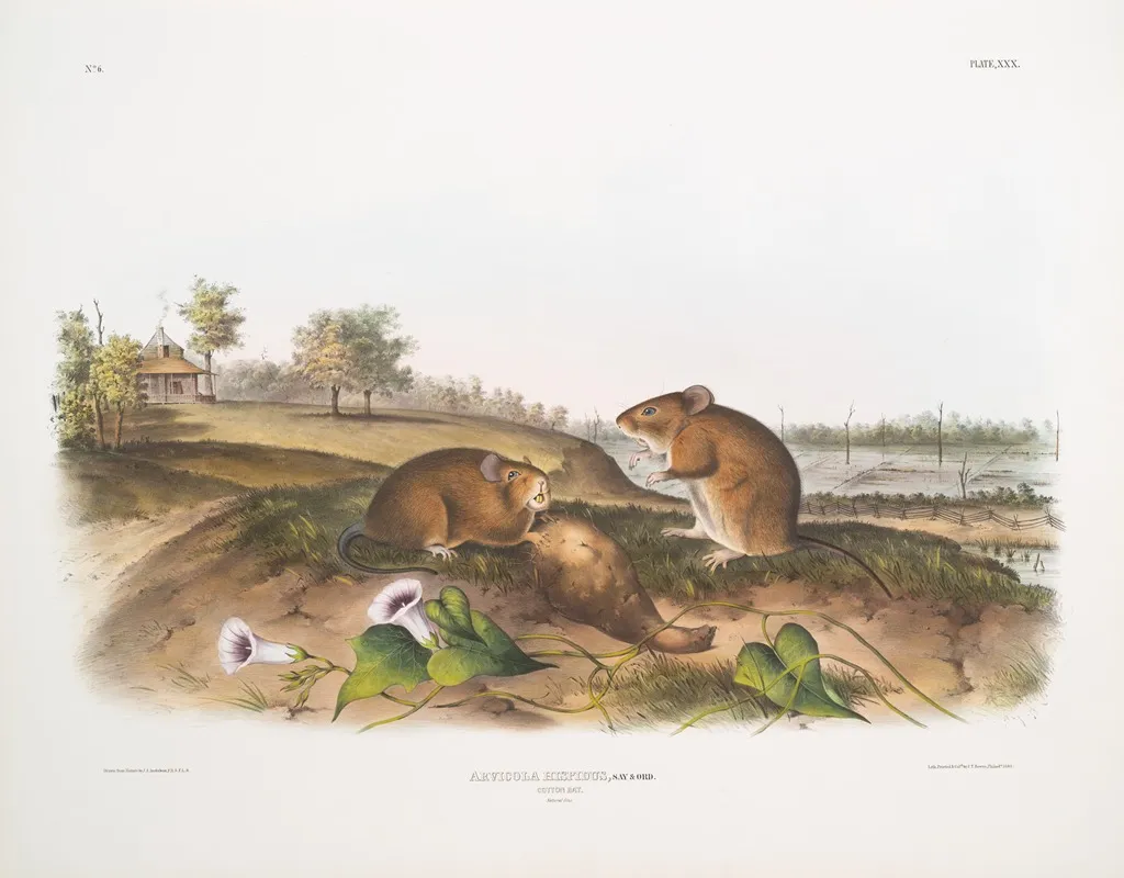 Arvicola Hispidus Cotton Rat Natural Size Wall Art by John Woodhouse Audubon - High-Resolution Digital Print