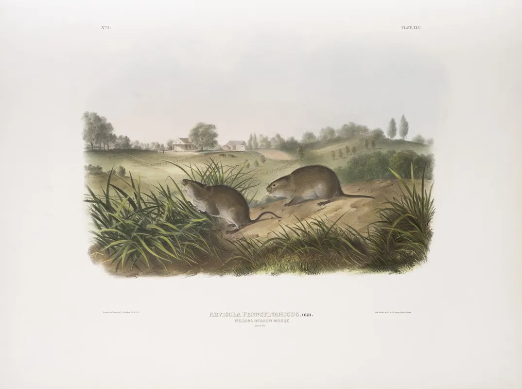 Arvicola Pennsylvanicus Wilsons Meadow Mouse Natural Size Wall Art by John Woodhouse Audubon - High-Resolution Digital Print