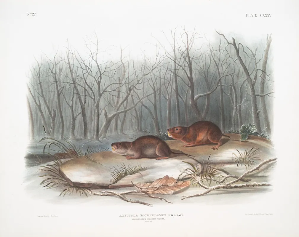 Arvicola Richardsonii Richardsons Meadow Mouse Natural Size Wall Art by John Woodhouse Audubon - High-Resolution Digital Print