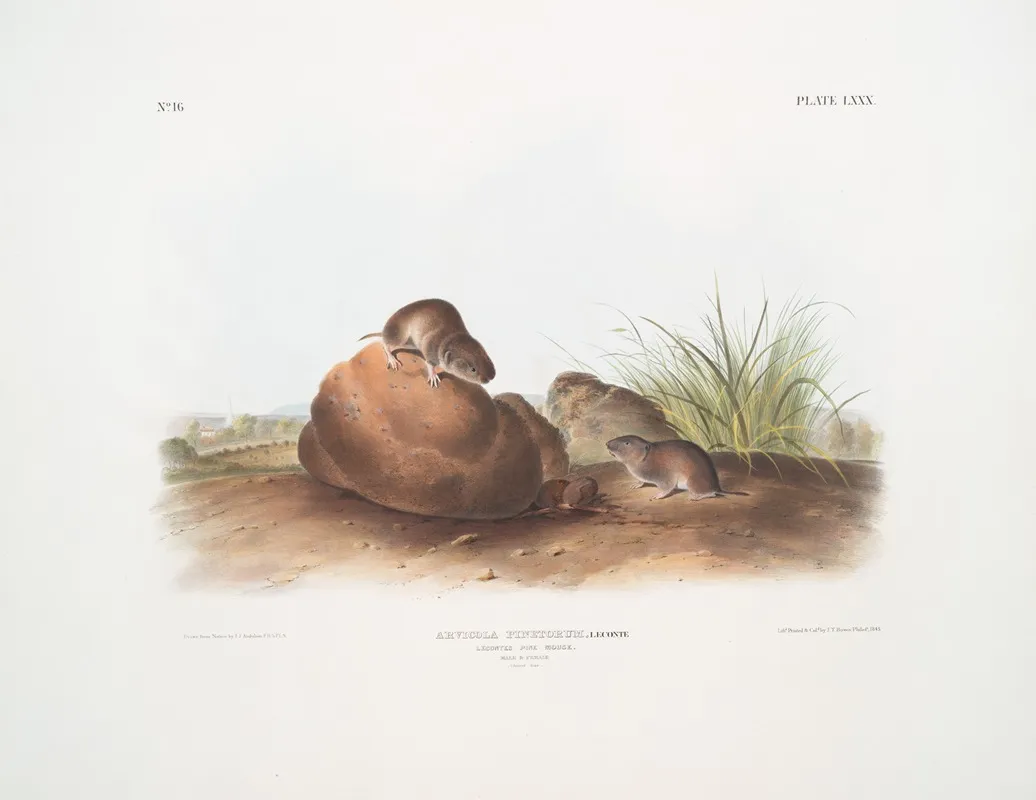 Arvocola Pinetorum Lecontes Pine Mouse Male Famale Natural Size Wall Art by John Woodhouse Audubon - High-Resolution Digital Print