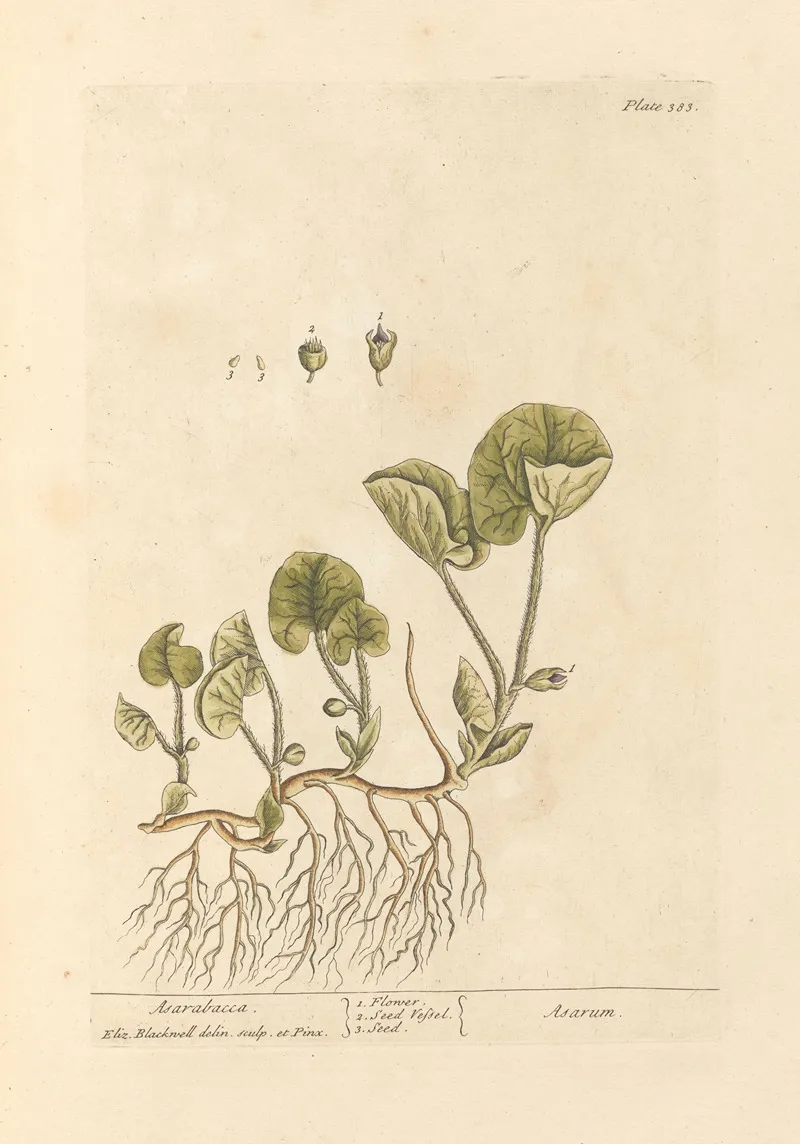 Asarabacca Wall Art by Elizabeth Blackwell - High-Resolution Digital Print