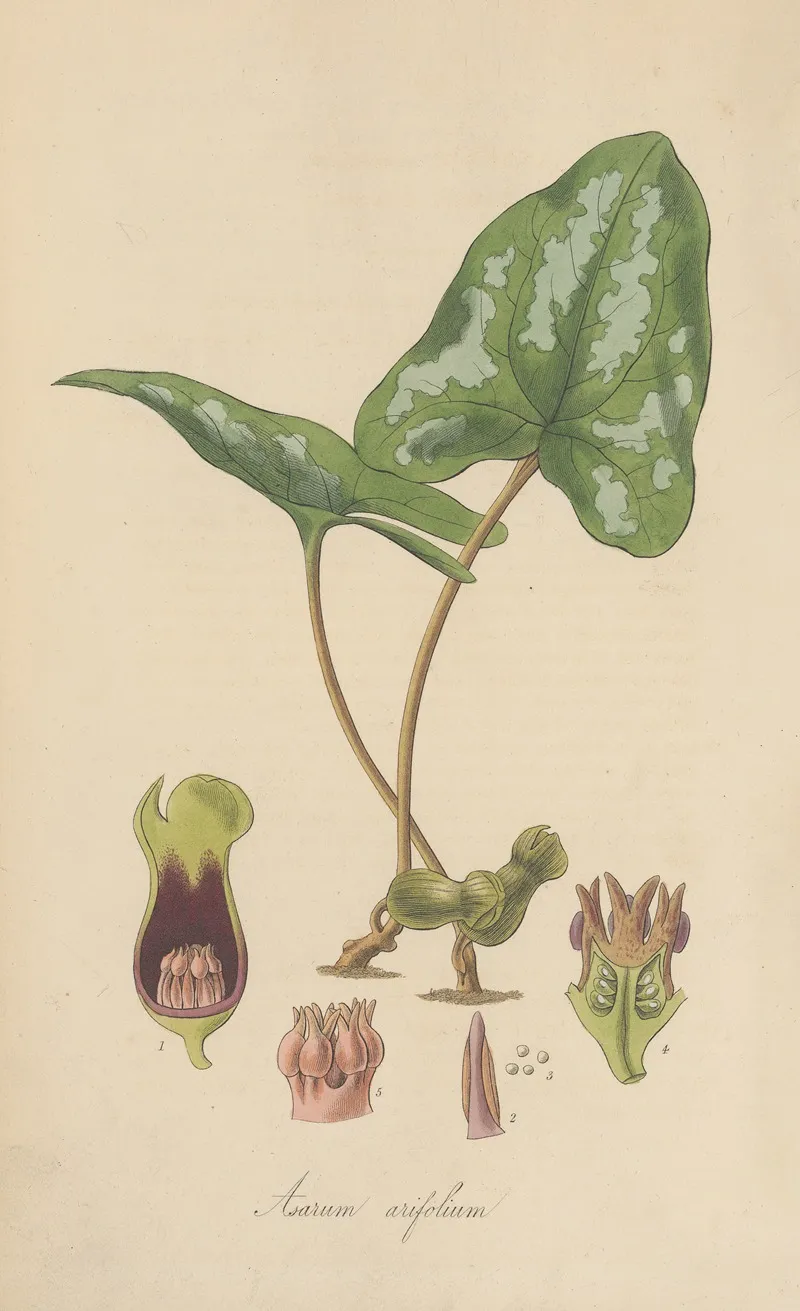 Asarum Arifolium Wall Art by William Jackson Hooker - High-Resolution Digital Print