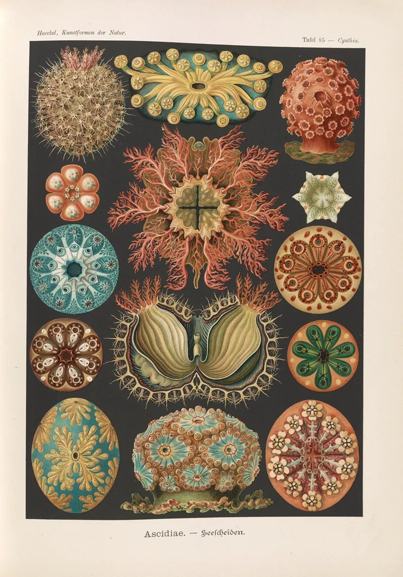 Ascidiae Seescheiden Wall Art by Ernst Haeckel - High-Resolution Digital Print