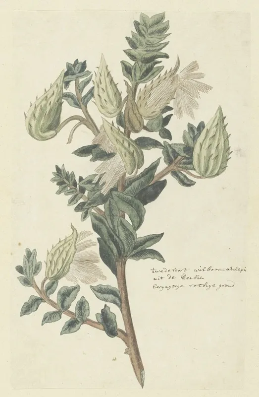 Asclepias Cancellata Or Gomphocarpus Cancellatus Burm F Bruyns Cape Or Cotton Milkweed Wall Art by Robert Jacob Gordon - High-Resolution Digital Print