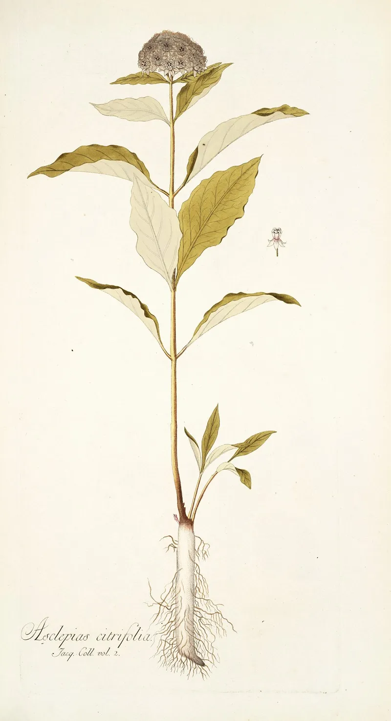 Asclepias Citrifolia Wall Art by Nikolaus Joseph Freiherr von Jacquin - High-Resolution Digital Print