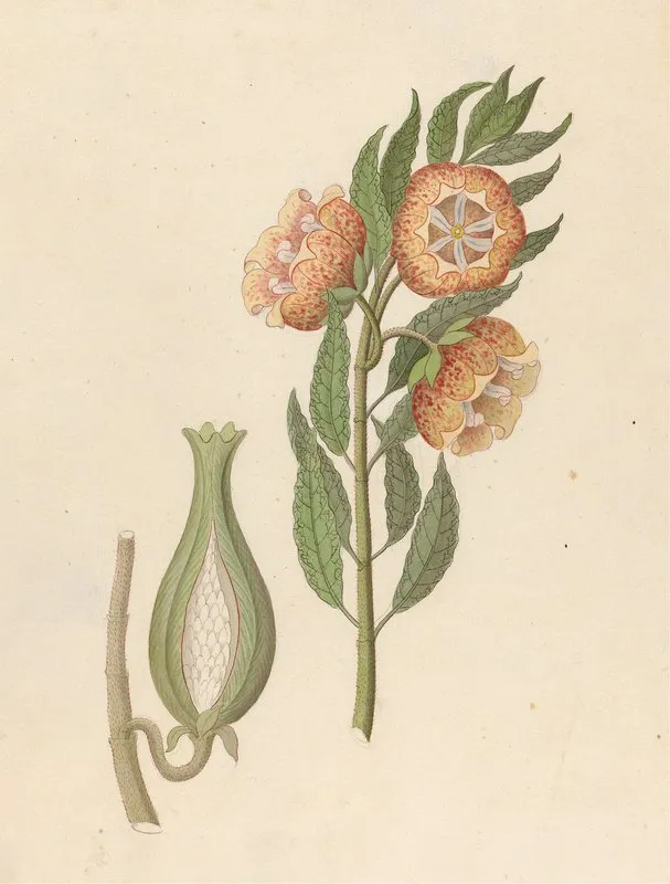 Asclepias Grandiflora Pachycarpus Grandiflorus Wall Art by Clemenz Heinrich Wehdemann - High-Resolution Digital Print