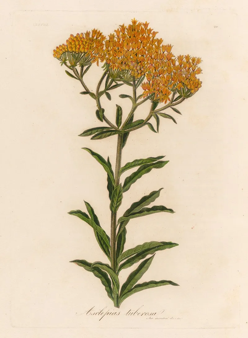 Asclepias Tuberosa Wall Art by Gaetano Savi - High-Resolution Digital Print