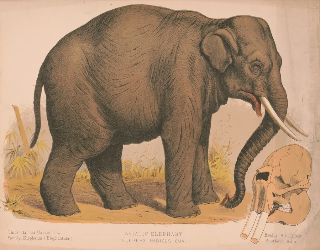 Asiatic Elephant Elephas Indicus Cuv