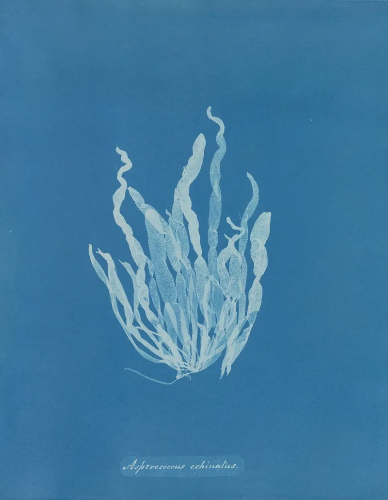 Asperococcus Echinatus Wall Art by Anna Atkins - High-Resolution Digital Print