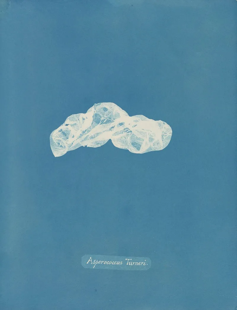 Asperococcus Turneri 2 Wall Art by Anna Atkins - High-Resolution Digital Print
