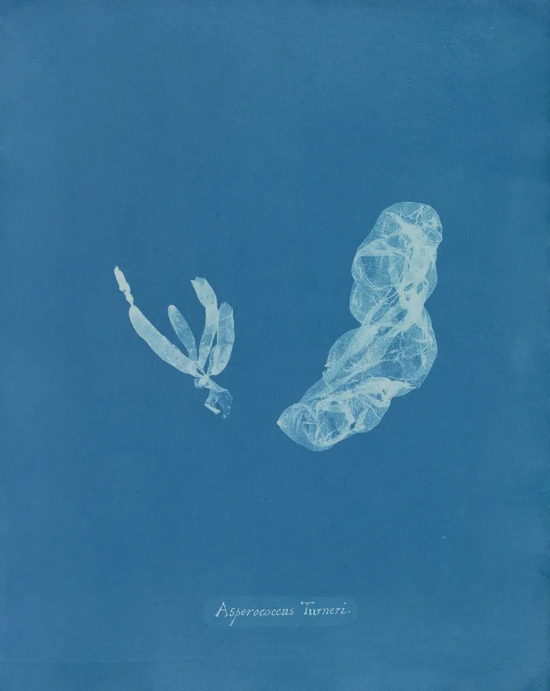 Asperococcus Turneri Wall Art by Anna Atkins - High-Resolution Digital Print