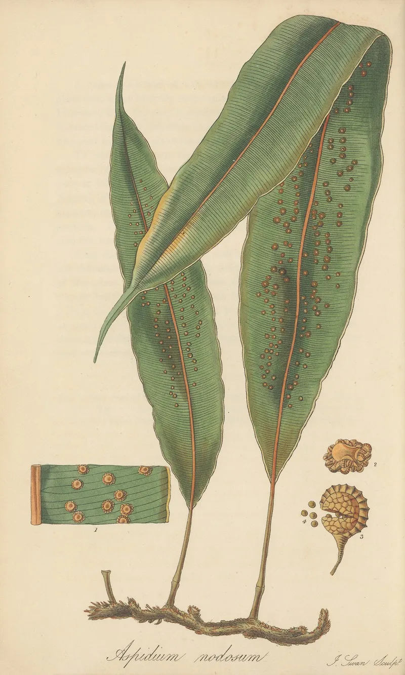 Aspidium Nodosum Wall Art by William Jackson Hooker - High-Resolution Digital Print