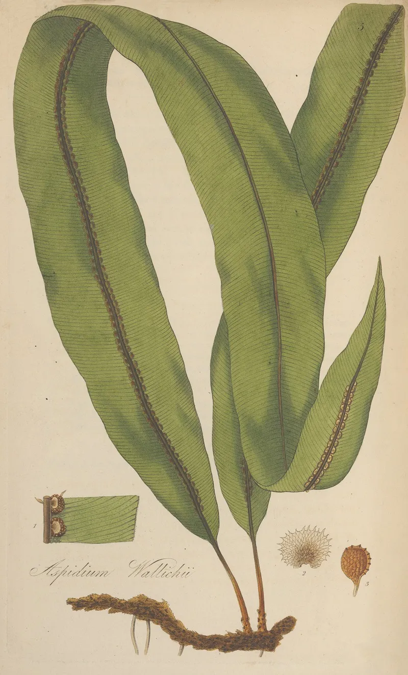 Aspidium Wallichii Wall Art by William Jackson Hooker - High-Resolution Digital Print