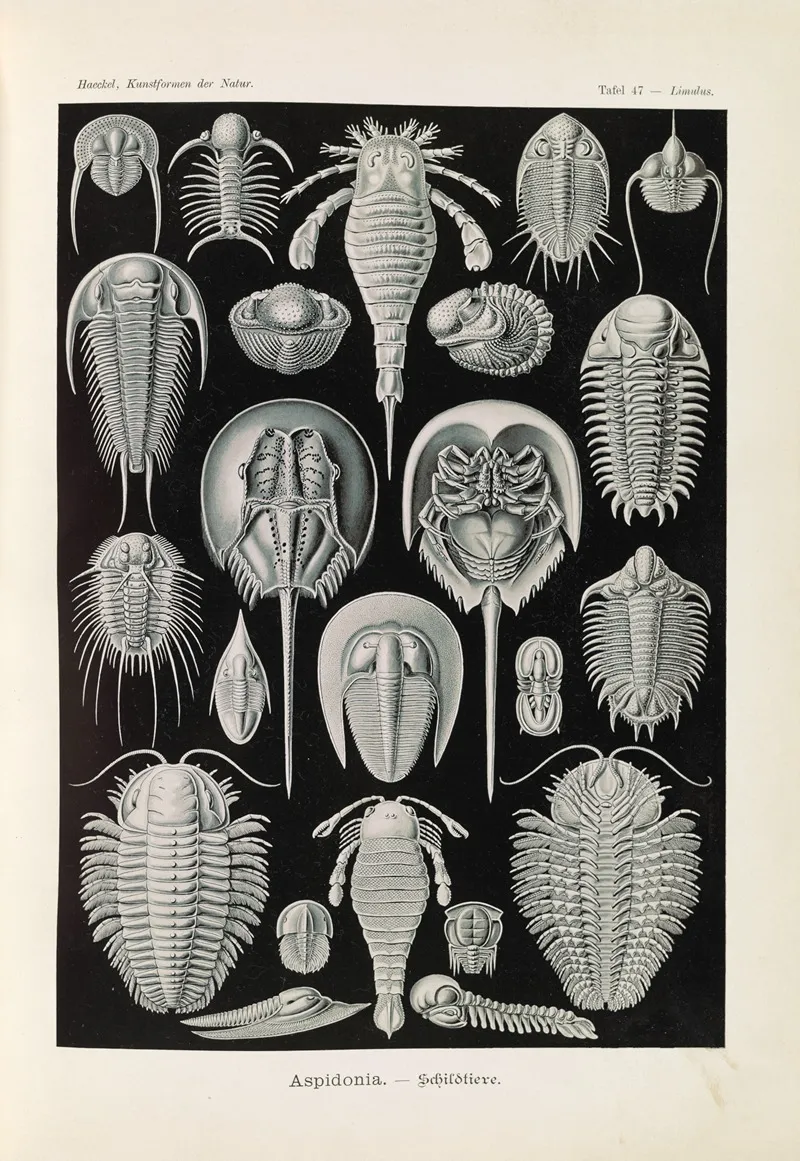 Aspidonia Schildtiere Wall Art by Ernst Haeckel - High-Resolution Digital Print