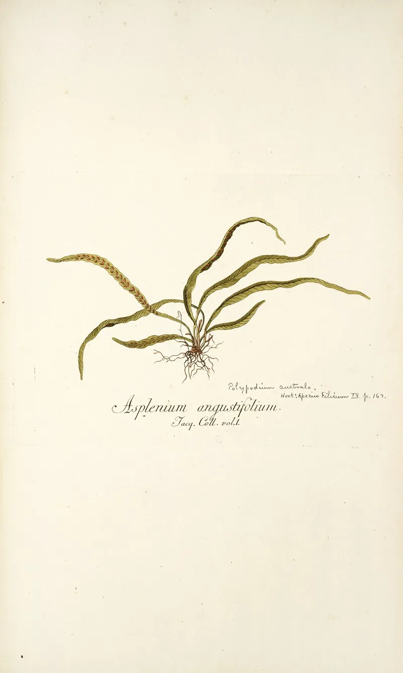 Asplenium Angustifolium Wall Art by Nikolaus Joseph Freiherr von Jacquin - High-Resolution Digital Print
