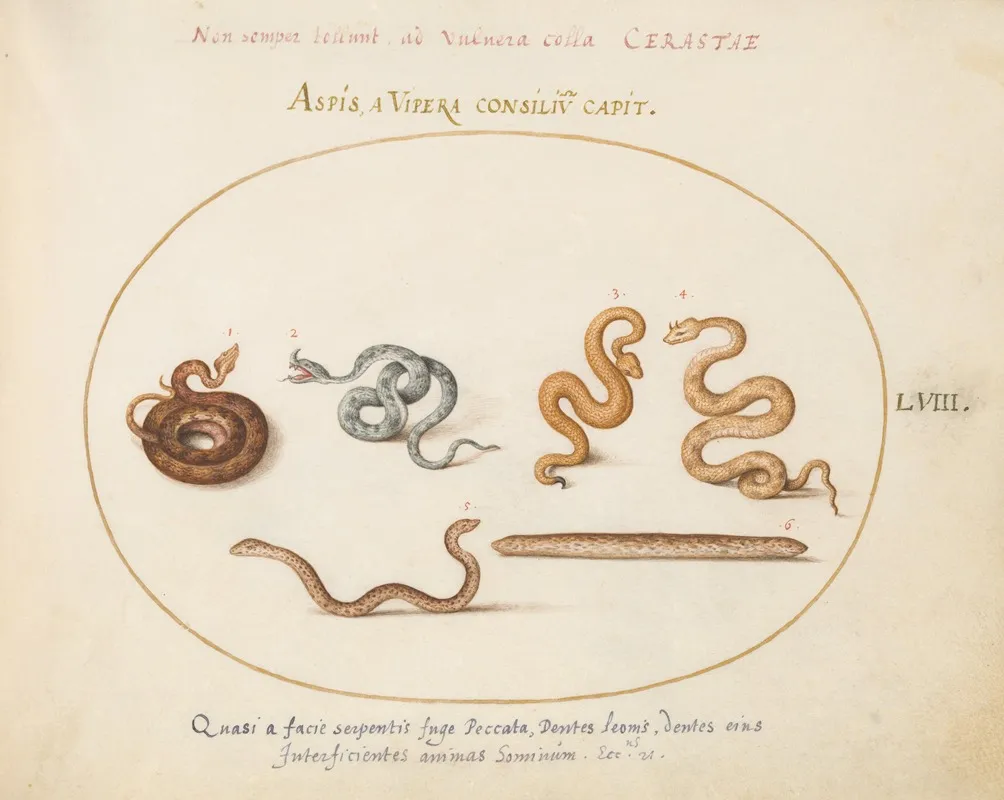 Asps And Vipers