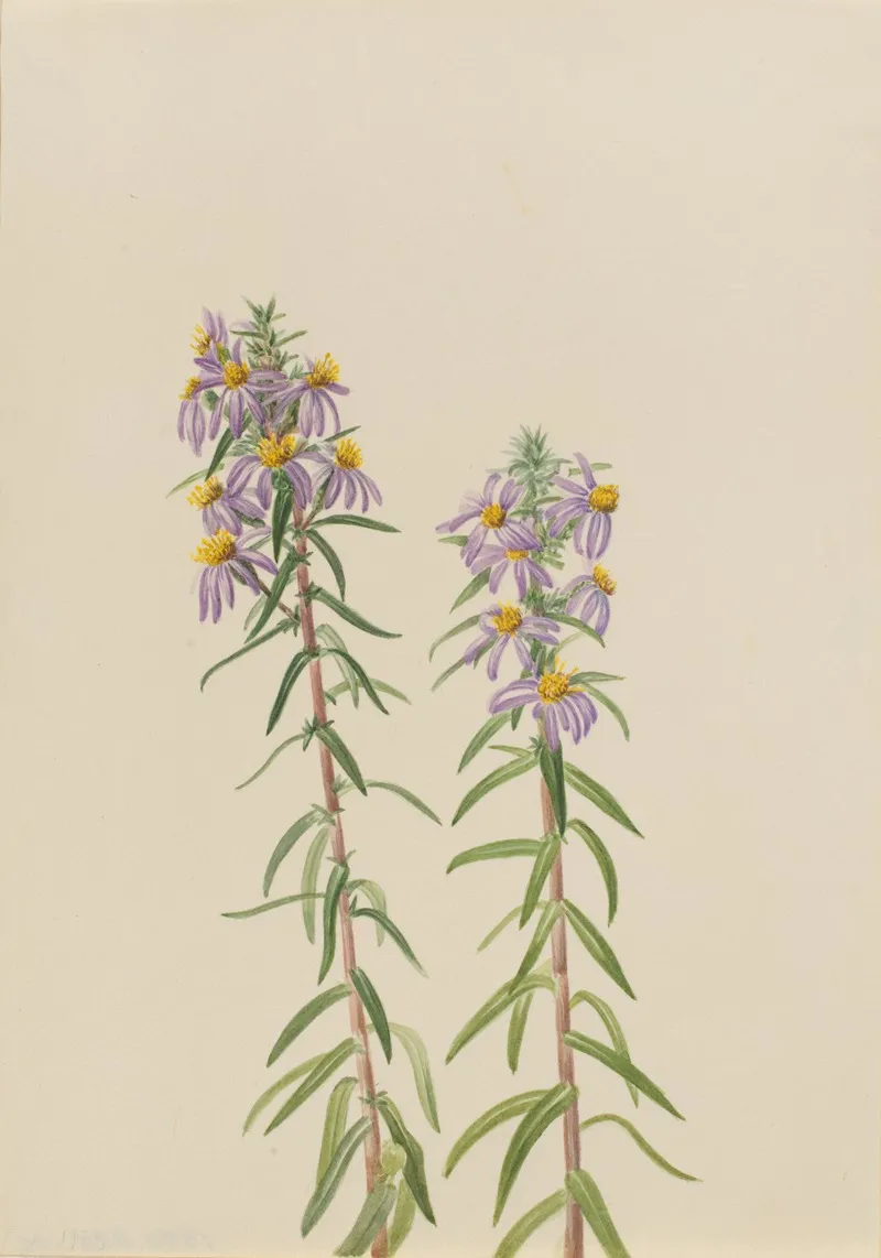 Aster Aster Hirariifolius