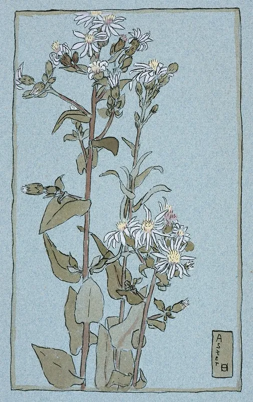 Aster On Green Ground