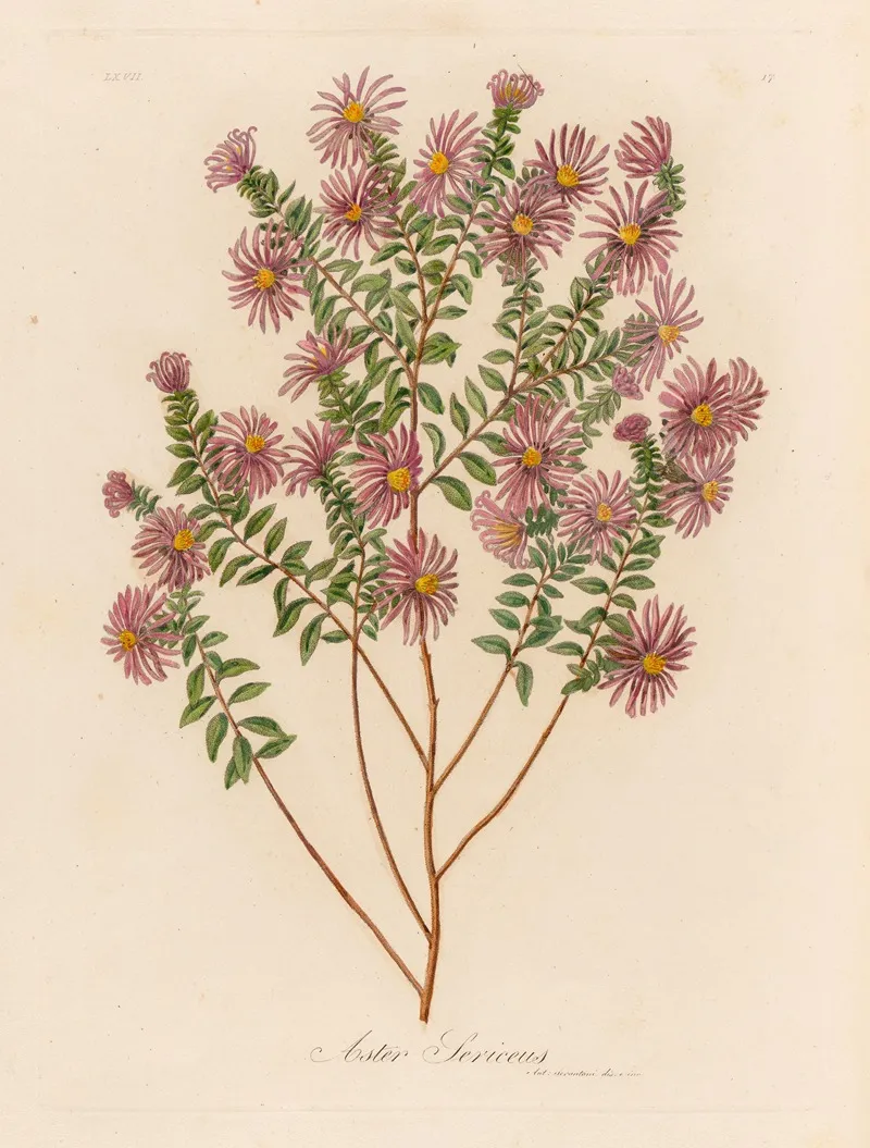 Aster Sericeus Wall Art by Gaetano Savi - High-Resolution Digital Print